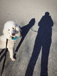 Shadow of people with dog standing on road
