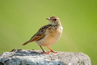 Rufous-naped lark on post with green background
