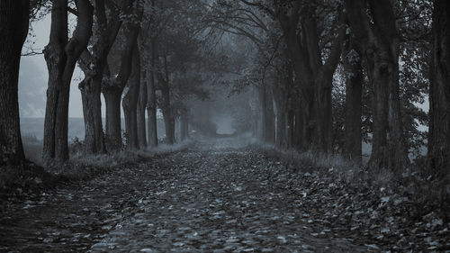 Dirt road along trees in forest