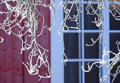 Close-up of frozen branch hanging against house during winter