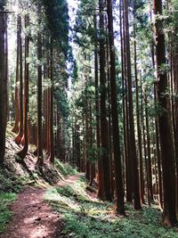 Trees in forest