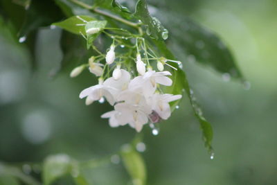 Close-up of raindrops on white flowering plant