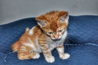 Close-up of a kitten