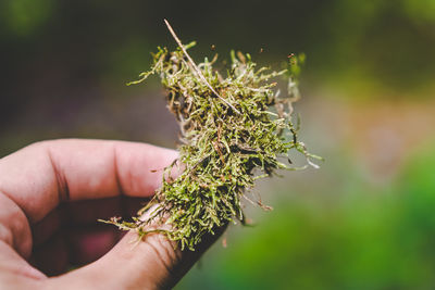 Close-up of hand holding plant