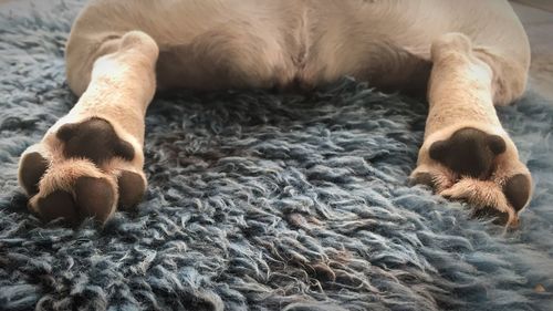 Close-up of dog sleeping