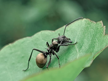 Close-up of insect on leaf