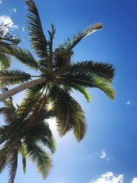 Low angle view of coconut palm tree against blue sky