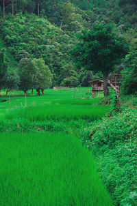 Scenic view of agricultural field