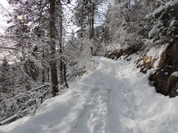 Snow covered land and trees in forest