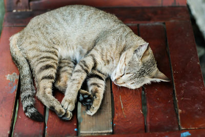 Close-up of a cat sleeping