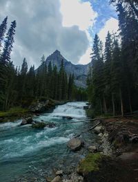 Scenic view of river amidst trees against sky
