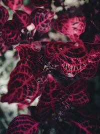 Close-up of butterfly on plant