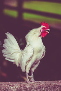 Close-up of rooster