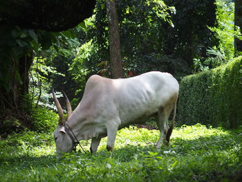 Sheep grazing on field