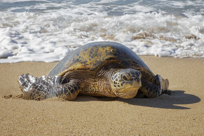 View of turtle on beach