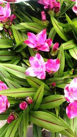 High angle view of pink flowering plant