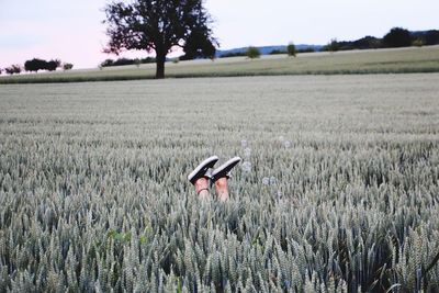 Low section of person amidst wheat on field