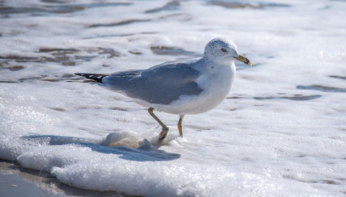 Seagull perching on a seafoam