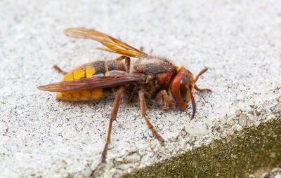 Close-up of grasshopper on beach