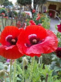 Close-up of red hibiscus blooming outdoors