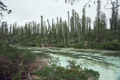 Scenic view of river in forest against sky