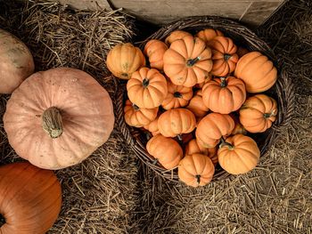 High angle view of pumpkins