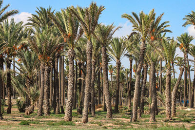 Palm trees on field against sky