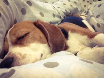 Close-up of a dog sleeping