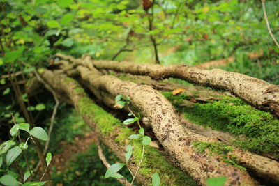 Close-up of tree