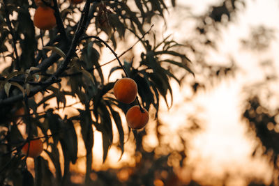 Low angle view of fruits growing on tree