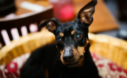 Close-up portrait of black dog at home