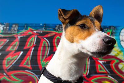 Close-up of dog against graffiti wall