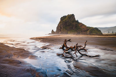 Driftwood on beach against sky