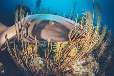 Close-up of fish swimming in sea