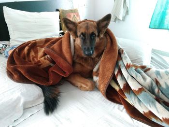 Portrait of dog relaxing on bed at home