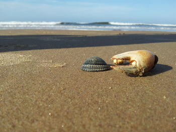 Close-up of crab on sand at beach against sky