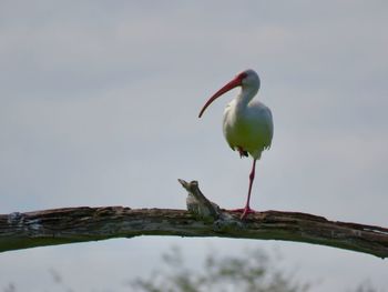 Bird perching on a branch