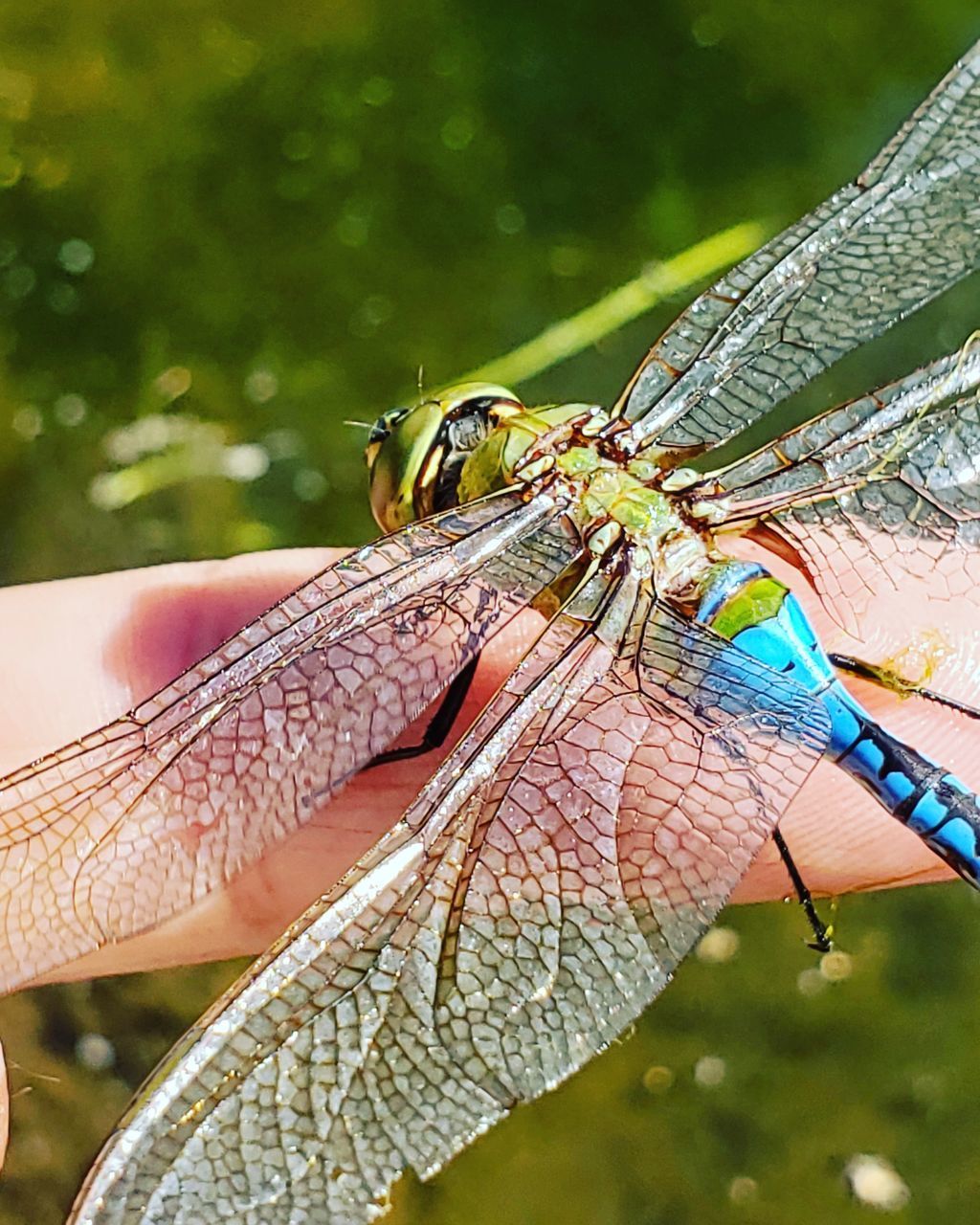 CLOSE-UP OF DRAGONFLY