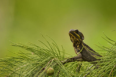 Close-up of lizard