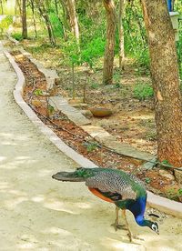 High angle view of lizard on tree trunk