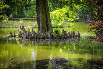 View of ducks swimming in lake