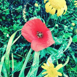 Close-up of flowers blooming outdoors