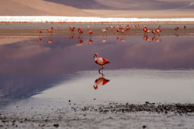 Chilling in the laguna colorada