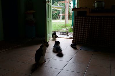 Cat on tiled floor