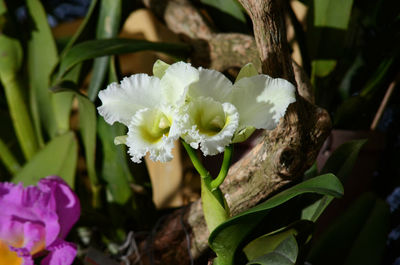 Close-up of flower against blurred background