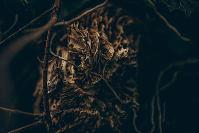 Close-up of dry leaves on tree