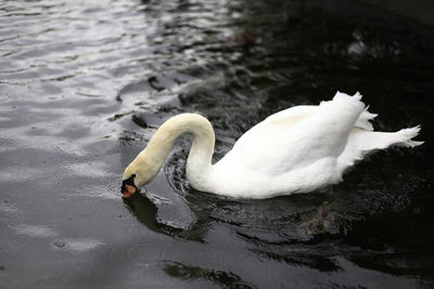 Swan swimming in lake