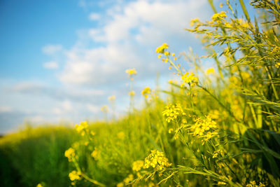 Close-up of yellow flowering plants on field against sky