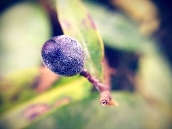 Close-up of plant