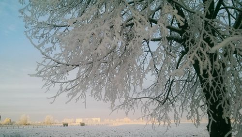 Bare trees on snow covered field